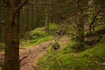A magical pine tree forest during the day with moss and grass.