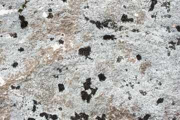 A stone in lichen on the mountains. Rock in the moss.