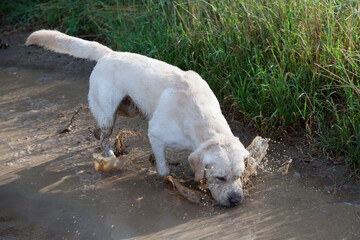 white labrador splashes through puddle