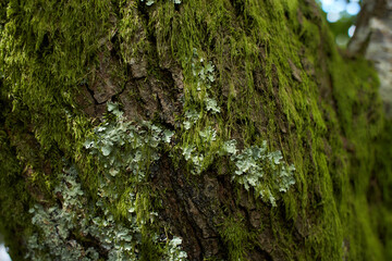 Foliose Lichen on fir branch