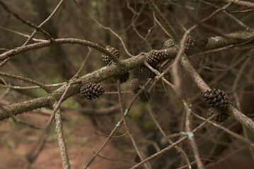 Foliose Lichen on fir branch