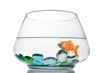 Fish in glass fishbowl isolated on white background
