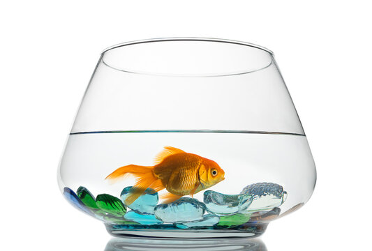 Goldfish floating in glass sphere isolated on white background   