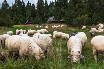 Sheep grazing in old traditional village in carpathian mountains, Poland