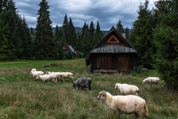 Wooden shepherd hut and sheep grazing in Carpathian mountains