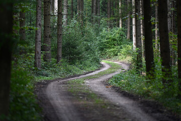 Fototapeta na wymiar Frontal shot of forest path