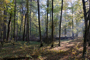 Sunbeam entering rich deciduous forest