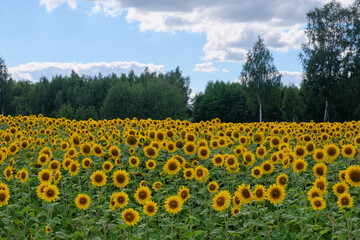 Ripe sunflower field in summertime