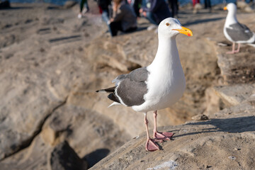 White-headed herring gull with heavy beak standing on rocks