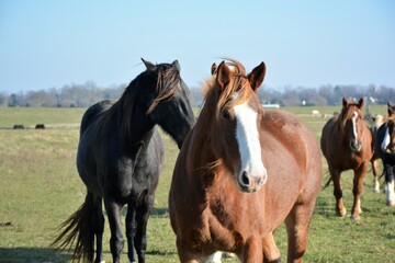 Fototapeta premium two horses in a field