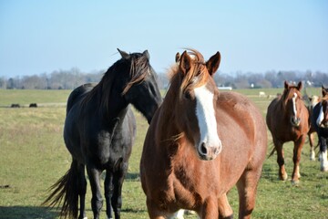 two horses in a field