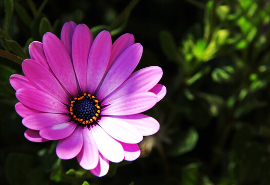 pink and purple flower