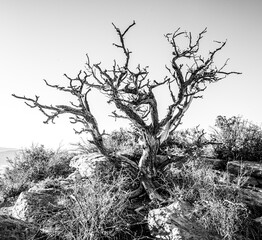 Old Tree Branches Reach Into Empty Sky