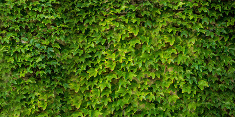 green leaves  on wall texture concept 