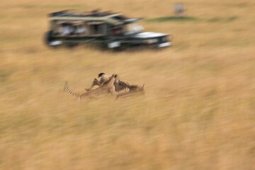 A panning shot of Cheetah hunting a wildebeest, Masai Mara, Kenya