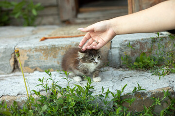 Hand picks up kitten on street. Girl picks up homeless kitten.