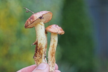 two young beautiful fresh edible mushrooms butter in hand on a green background in the street