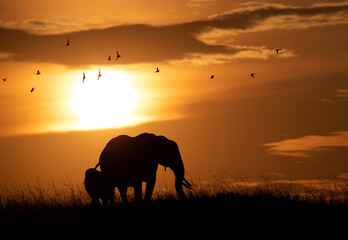 Silhouette of African elephant and her calf during sunset, Masai Mara, Kenya
