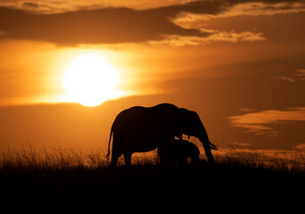 Naklejka na ściany i meble Silhouette of African elephant and her calf during sunset, Masai Mara, Kenya