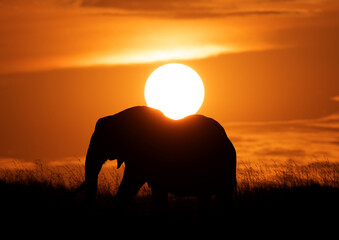 Silhouette of African elephant during sunset, Masai Mara, Kenya