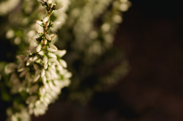 Calluna vulgaris macro 