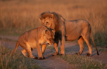 Fototapeta na wymiar Lioness not agreeing for making love in the morning hours at Savanah, Masai Mara, Kenya