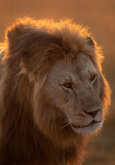 Portrait of a Lion at Masai Mara, Kenya