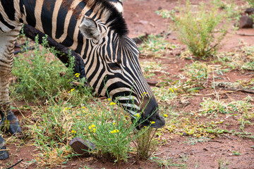 Zebra Eating