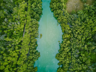 aerial drone view of river lake forest top down