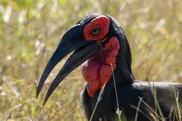 Bucorve du Sud, Grand calao terrestre, Bucorvus leadbeateri, Southern Ground Hornbill
