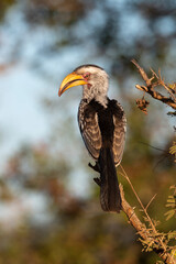 Calao leucomèle,.Tockus leucomelas, Southern Yellow billed Hornbill