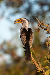 Calao leucomèle,.Tockus leucomelas, Southern Yellow billed Hornbill