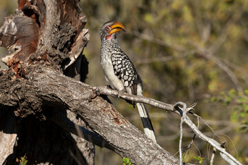 Calao leucomèle,.Tockus leucomelas, Southern Yellow billed Hornbill
