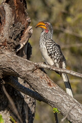 Calao leucomèle,.Tockus leucomelas, Southern Yellow billed Hornbill