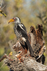 Calao leucomèle,.Tockus leucomelas, Southern Yellow billed Hornbill