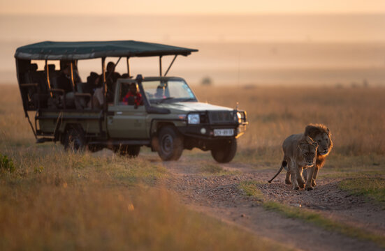 Fototapeta MASAI MARA, KEYNA-SEPTEMBER 06: Tourist watching Lion pair moving in the grassland of Masai Mara National Reserve on 06 September, 2022.