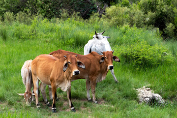 Fototapeta premium Grazing Cattle