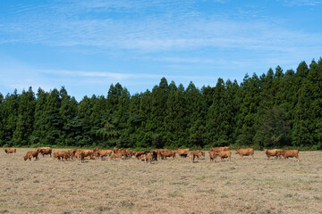 Fototapeta na wymiar Cows grazing in a field under a blue sky