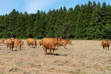 Cows grazing in a field under a blue sky