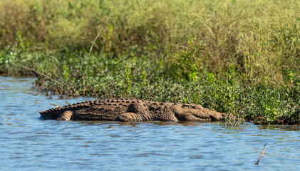 Crocodile du Nil , Crocodylus niloticus, Afrique du Sud