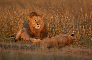 Lion and lioness resting in the morning hours at Masai Mara, Kenya