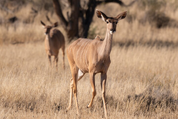 Grand koudou, Tragelaphus strepsiceros, femelle, Parc national Kruger, Afrique du Sud