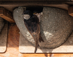 Hirondelle de fenêtre, nid,.Delichon urbicum, Common House Martin © JAG IMAGES