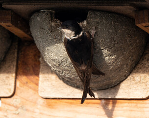 Hirondelle de fenêtre, nid,.Delichon urbicum, Common House Martin © JAG IMAGES