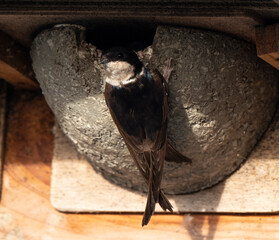 Hirondelle de fenêtre, nid,.Delichon urbicum, Common House Martin © JAG IMAGES