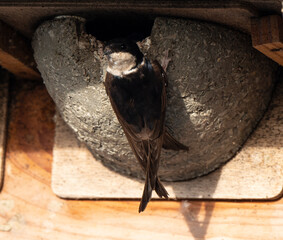 Hirondelle de fenêtre, nid,.Delichon urbicum, Common House Martin © JAG IMAGES