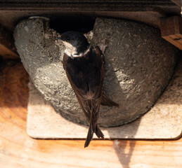 Hirondelle de fenêtre, nid,.Delichon urbicum, Common House Martin © JAG IMAGES