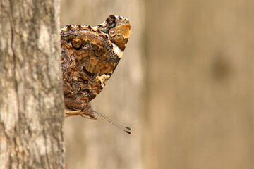 Rusałka admirał (Vanessa atalanta)