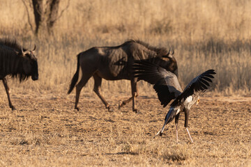 Messager sagittaire, serpentaire, Sagittarius serpentarius, Gnou à queue noire, Connochaetes taurinus, Parc national Kruger, Afrique du Sud