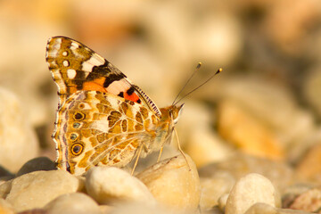 Rusałka osetnik (Vanessa cardui)